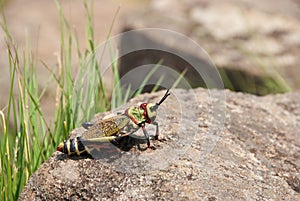 Gaudy Grasshopper