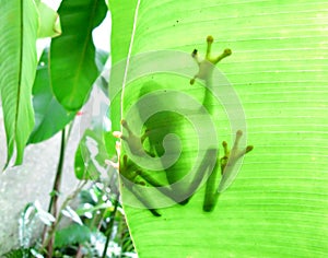 The Gaudy Leaf Frog photo