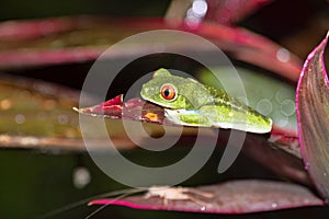 Gaudy leaf frog, Agalychnis callidryas, is certainly the most photographed frog. Costa Rica