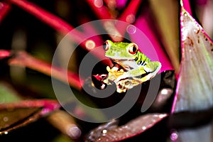 Gaudy leaf frog, Agalychnis callidryas, is certainly the most photographed frog. Costa Rica