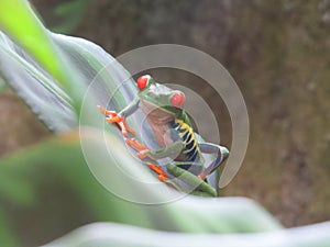 Gaudy Leaf Frog photo