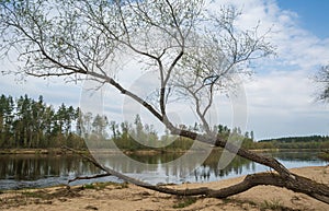 Gauja river landscape with broken willow tree.