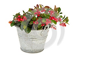 Gaultheria in bucket