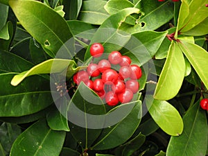 Gaultheria bush photo