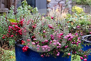 Gaultheria Mucronata, Pernettya or Prickly Heath. Evergreen shrub in a blue ceramic plant pot, with large pink and purple berries. photo