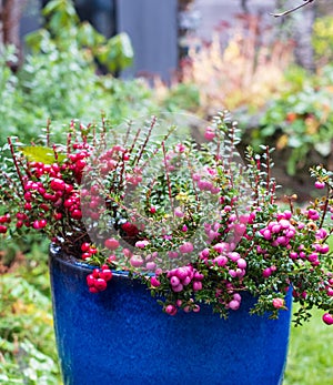 Gaultheria Mucronata, Pernettya or Prickly Heath. Evergreen shrub in a blue ceramic plant pot, with large pink and purple berries.