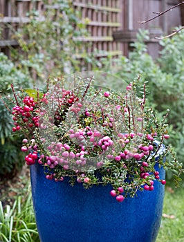 Gaultheria Mucronata, Pernettya or Prickly Heath. Evergreen shrub in a blue ceramic plant pot, with large pink and purple berries.