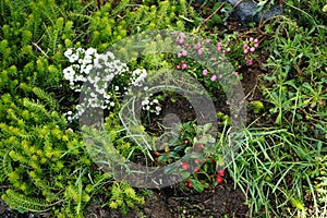 Gaultheria mucronata, syn. Pernettya mucronata, the prickly heath, is a species of flowering plant in the family Ericaceae, Berlin