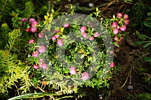 Gaultheria mucronata, syn. Pernettya mucronata, the prickly heath, is a species of flowering plant in the family Ericaceae, Berlin