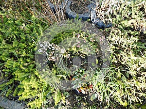 Gaultheria mucronata, syn. Pernettya mucronata, the prickly heath, is a species of flowering plant in the family Ericaceae.Berlin