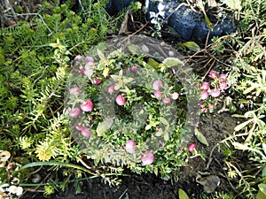 Gaultheria mucronata, syn. Pernettya mucronata, the prickly heath, is a species of flowering plant in the family Ericaceae.Berlin