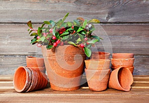 Gaultheria plant in a terracotta pot on a wooden table in front of a wooden background.