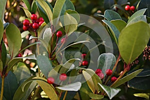 Gaultheria procumbens, also called the eastern teaberry, the checkerberry, the boxberry, or the American wintergreen