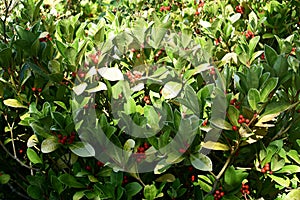 Gaultheria Procumbens with red berries.