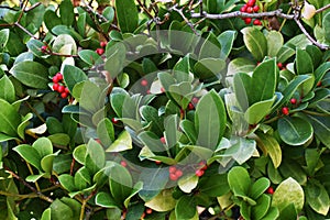 Gaultheria Procumbens with red berries.