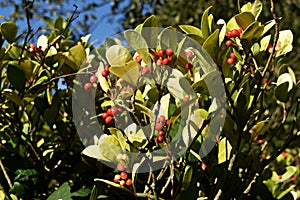 Gaultheria Procumbens with red berries.