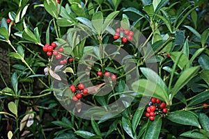 Gaultheria Procumbens with red berries.