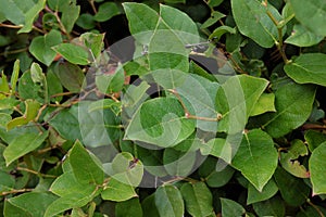 Gaultheria schalon