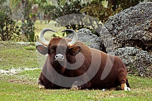 Gaur