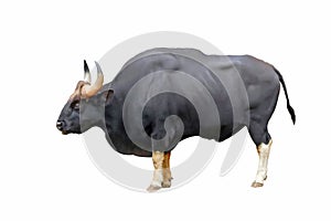 Gaur