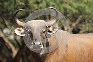 Gaur