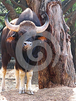 Gaur