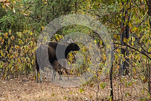 Gaur  Bos gaurus, also called Indian bison, is the largest extant bovine at Tadoba Chanda Nagpur
