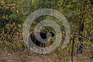 Gaur  Bos gaurus, also called Indian bison, is the largest extant bovine at Tadoba Chanda Nagpur