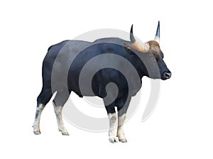 Gaur isolated on white background photo