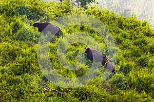 Gaur (Bos gaurus laosiensis)