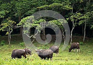 Gaur, or Bos Gaurus