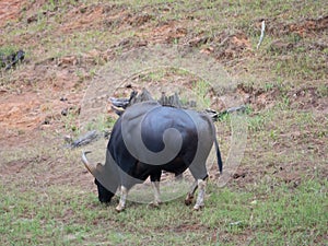 Gaur, or Bos Gaurus