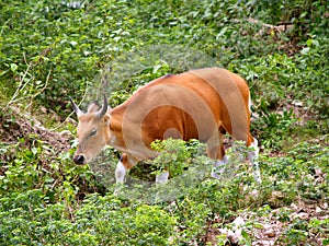 Gaur / bull 01 photo