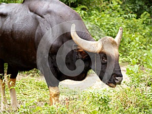 Gaur / bull 04 photo