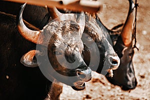 . Gaur Bull, Bos Gaurus Or Indian Bison Resting On Ground. It Is The Largest Species Among The Wild Cattle. In Malaysia