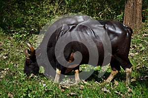 A Gaur, commonly known as the Indian Bison, grazing in a Forest in Kerala,India