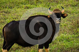Gaur