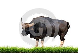 Gaur with green grass isolated photo