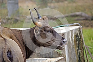 Gaur photo