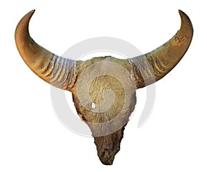 Gaur horn isolated photo