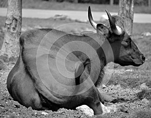 The gaur or Indian bison