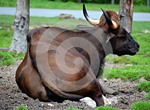 The gaur or Indian bison