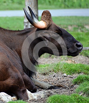 The gaur or Indian bison