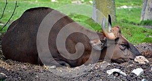 The gaur or Indian bison