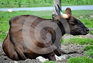 The gaur or Indian bison