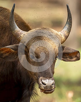 Gaur or Indian Bison or bos gaurus face closeup or fine art portrait in winter season evening safari at bandhavgarh national park