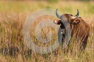 Gaur or Indian Bison or bos gaurus a Vulnerable animal portrait from central india jungle