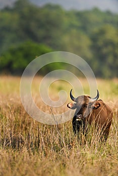 Gaur or Indian Bison or bos gaurus a Vulnerable animal portrait from central india jungle