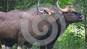 The gaur or Indian bison, is the largest extant bovine,