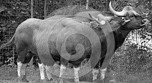 The gaur or Indian bison, is the largest extant bovine, native to South Asia